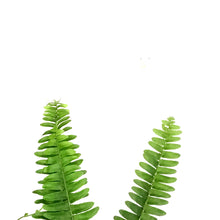 Load image into Gallery viewer, Fern, 7in, Boston Nevada