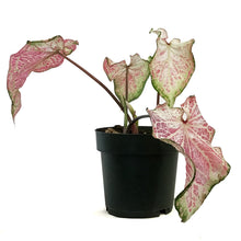 Load image into Gallery viewer, Caladium, 7.5in, Pink Cloud
