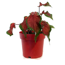 Load image into Gallery viewer, Caladium, 7.5in ,Joy