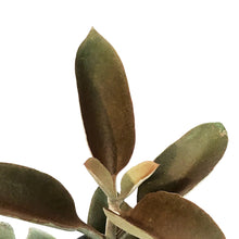Load image into Gallery viewer, Succulent, 3.5in, Kalanchoe Copper Spoon