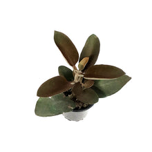 Load image into Gallery viewer, Succulent, 3.5in, Kalanchoe Copper Spoon