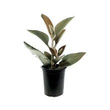 Load image into Gallery viewer, Succulent, 3.5in, Kalanchoe Copper Spoon