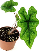 Load image into Gallery viewer, Alocasia, 3in, Jacklyn