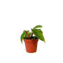 Load image into Gallery viewer, Philodendron, 4in, Mayoi