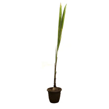 Load image into Gallery viewer, Palm, 12in, Coconut