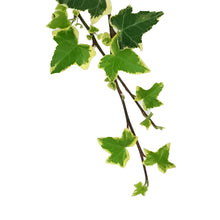 Load image into Gallery viewer, Ivy, 7in HB,Gold Child