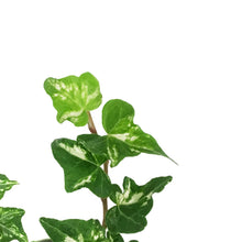 Load image into Gallery viewer, Ivy, 4in, English
