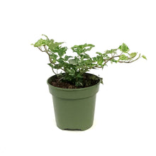 Load image into Gallery viewer, Ivy, 4in, English