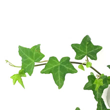 Load image into Gallery viewer, Ivy, 4in,Raf