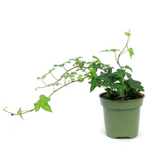 Load image into Gallery viewer, Ivy, 4in,Raf
