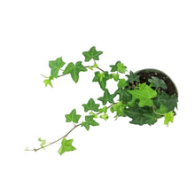 Load image into Gallery viewer, Ivy, 4in,Raf
