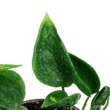 Load image into Gallery viewer, Pothos, 4.5in, Shangri La