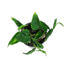 Load image into Gallery viewer, Pothos, 4.5in, Shangri La