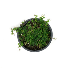 Load image into Gallery viewer, String of Frogs, 4.5in, Ficus pumila 'Quercifolia'