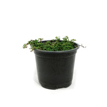 Load image into Gallery viewer, String of Frogs, 4.5in, Ficus pumila 'Quercifolia'