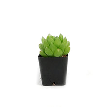 Load image into Gallery viewer, Haworthia, 2in, Cooperi