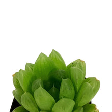 Load image into Gallery viewer, Haworthia, 2in, Cooperi