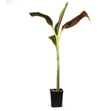 Load image into Gallery viewer, Banana, 4.5in, Siam Ruby