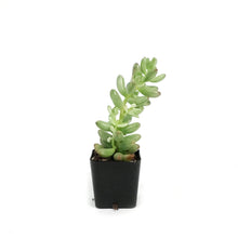 Load image into Gallery viewer, Sedum, 2in, Pink Jelly Beans