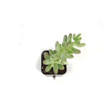 Load image into Gallery viewer, Sedum, 2in, Pink Jelly Beans