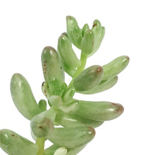 Load image into Gallery viewer, Sedum, 2in, Pink Jelly Beans