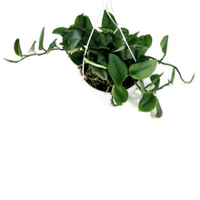 Load image into Gallery viewer, Scindapsus, 7in HB, Treubii Moonlight
