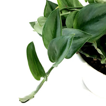 Load image into Gallery viewer, Scindapsus, 7in HB, Treubii Moonlight