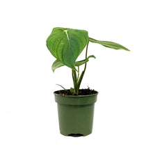 Load image into Gallery viewer, Philodendron, 4in, Mamei Silver Cloud