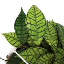 Load image into Gallery viewer, Hoya, 7in HB, Callistophylla