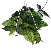 Load image into Gallery viewer, Hoya, 7in HB, Callistophylla