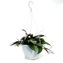 Load image into Gallery viewer, Hoya, 7in HB, Callistophylla