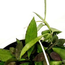 Load image into Gallery viewer, Hoya, 7in HB, Gracilis
