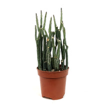 Load image into Gallery viewer, Pickle Plant, 4in, Senecio stapeliiformis
