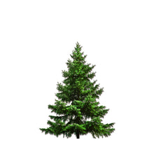 Load image into Gallery viewer, Christmas Tree, 6-7ft, Fraser Fir