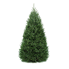 Load image into Gallery viewer, Christmas Tree, 9-10ft, Balsam Fir