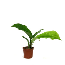 Load image into Gallery viewer, Peacock Ginger, 3in, Shazam Kaempferia elegans