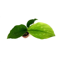 Load image into Gallery viewer, Peacock Ginger, 3in, Shazam Kaempferia elegans