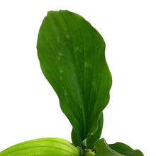 Load image into Gallery viewer, Peacock Ginger, 3in, Shazam Kaempferia elegans