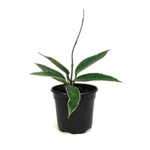Load image into Gallery viewer, Hoya, 4in, Latifolia