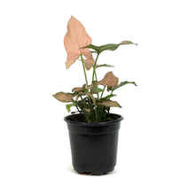 Load image into Gallery viewer, Syngonium, 4in, Mickey