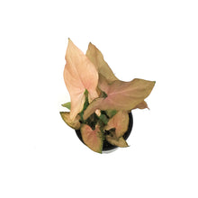 Load image into Gallery viewer, Syngonium, 4in, Mickey