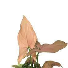 Load image into Gallery viewer, Syngonium, 4in, Mickey