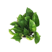 Load image into Gallery viewer, Pothos, 6in, Lemon Meringue