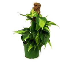 Load image into Gallery viewer, Philodendron, 6in, Brasil on a Totem