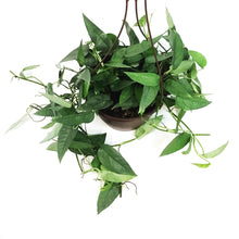 Load image into Gallery viewer, Epipremnum Pinnatum, 8in HB, Cebu Blue