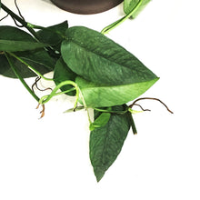 Load image into Gallery viewer, Epipremnum Pinnatum, 8in HB, Cebu Blue