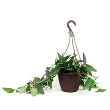 Load image into Gallery viewer, Epipremnum Pinnatum, 8in HB, Cebu Blue