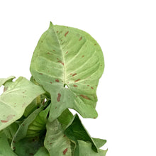 Load image into Gallery viewer, Syngonium, 4in, Milk Confetti