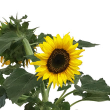 Load image into Gallery viewer, Planter, 8in, Sunflower, Assorted