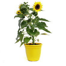 Load image into Gallery viewer, Planter, 8in, Sunflower, Assorted